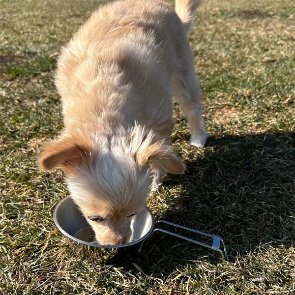 シェラカップで水を飲む犬